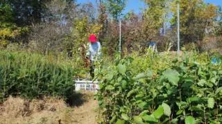 Plantation de 20 000 arbres dans la vallée du ruisseau Meech
