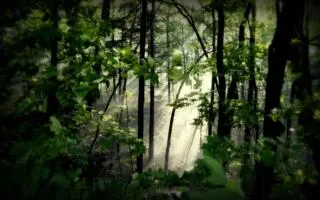 La stratégie sur les forêts de la CCN