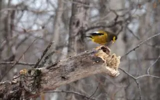 Étiquette de l’observation des oiseaux