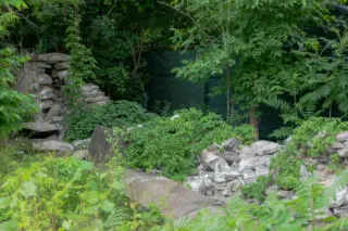 Réfection du mur du jardin de Maplelawn