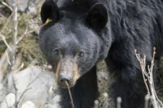 L’ours noir : conseils de sécurité