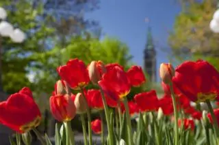 Les tulipes dans la capitale