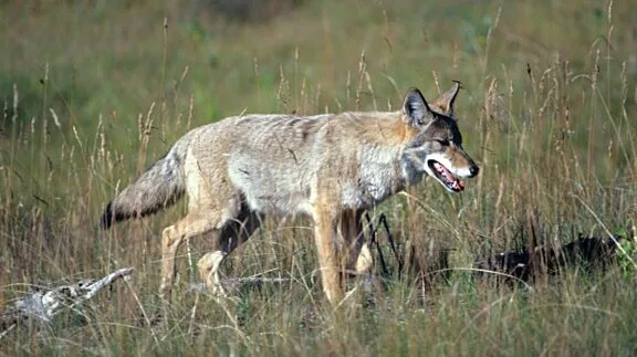 Coyote