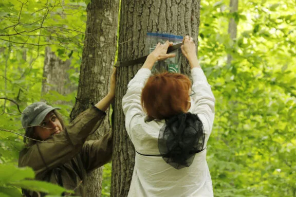 Lilli and Dr. Rachel Buxton installing acoustic recording devices on a tree in Gatineau Park.