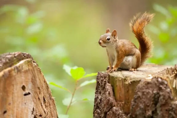 A squirrel