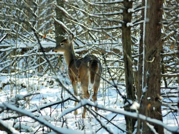 White tail deer