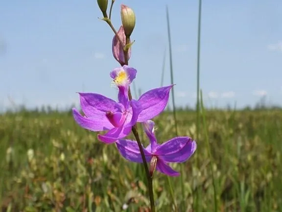 Orchid