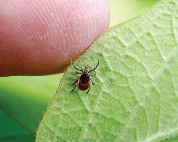 Blacklegged tick
