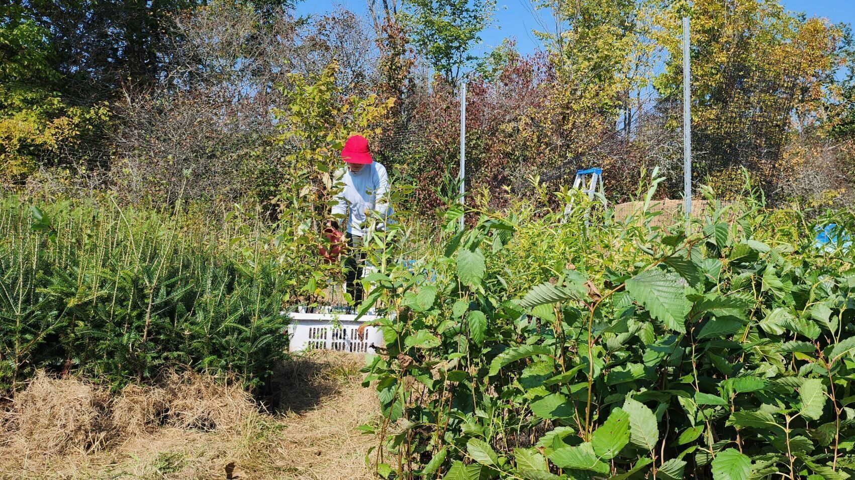 A person planting tree in a clearing.