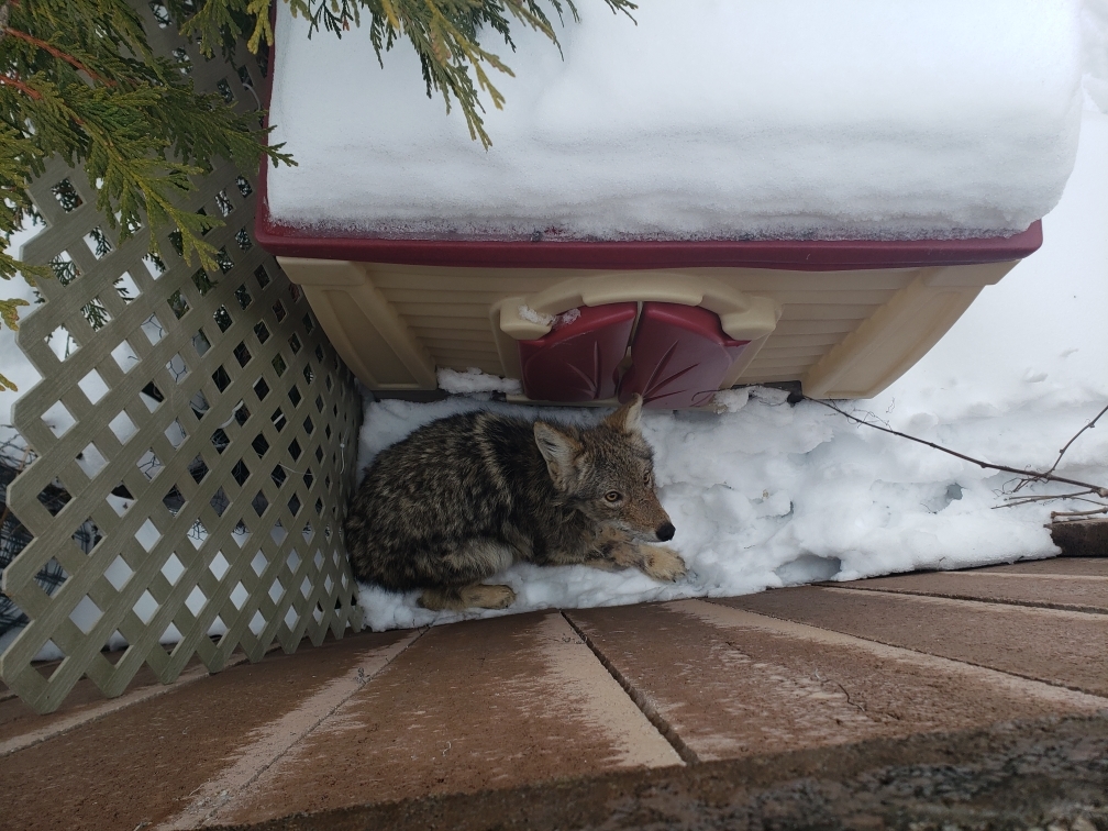 a visibly frightened coyote in a residential yard