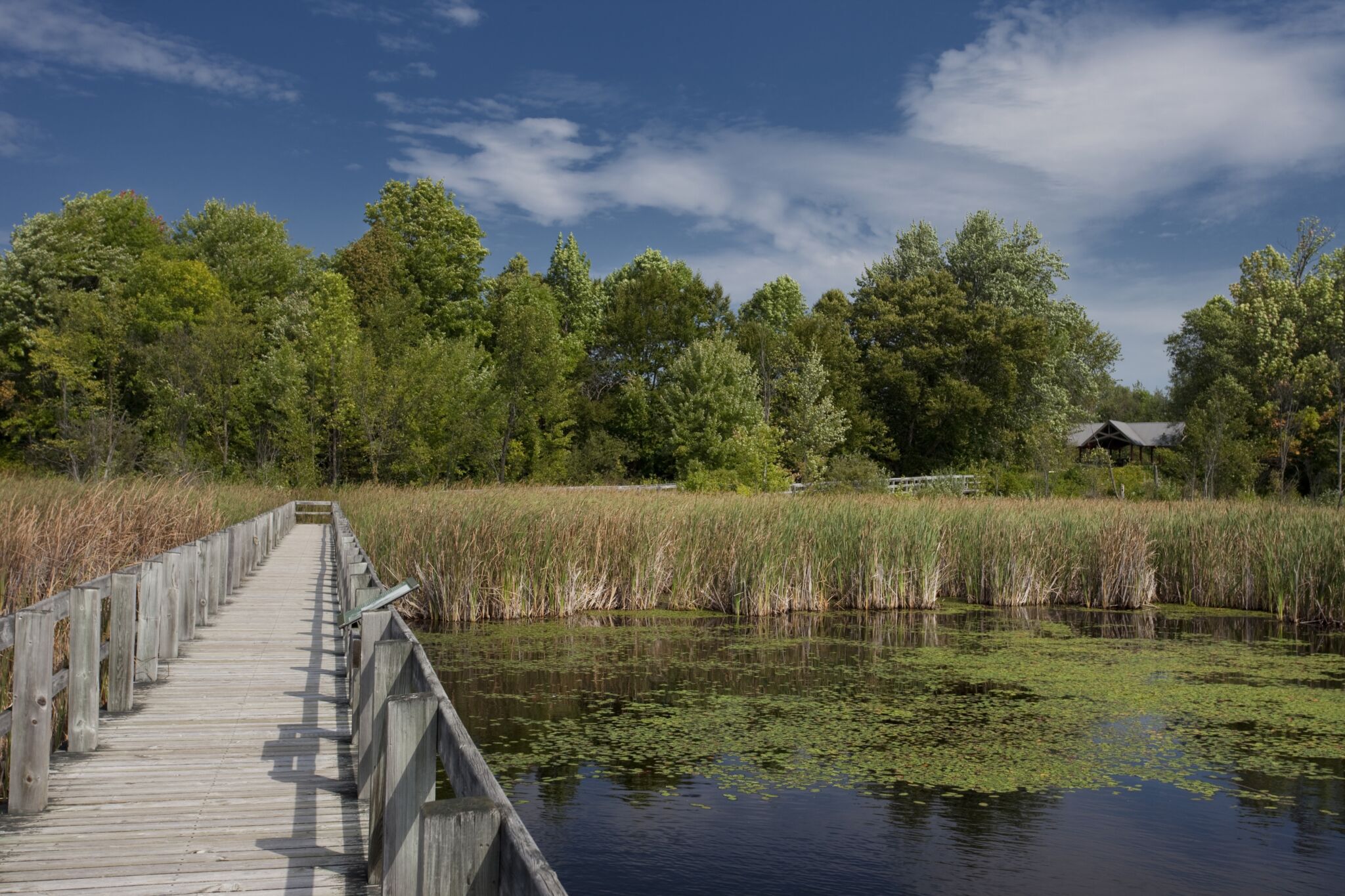 A 2 m wide wooden boardwalk on the Mer Bleue Bog Trail going over a swamp, with trees and wetland vegetation in the background