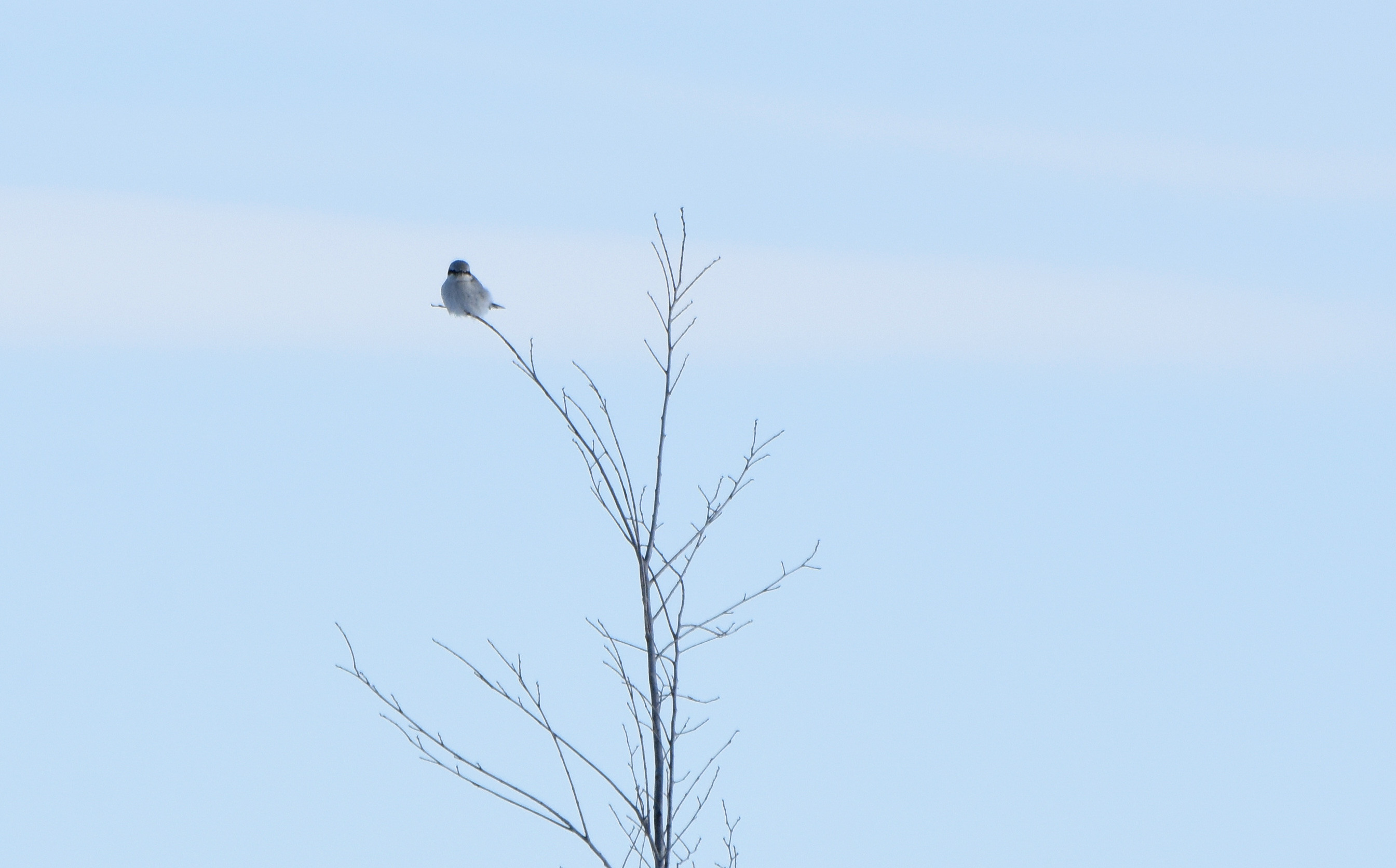 Northern Shrike Northern Shrike