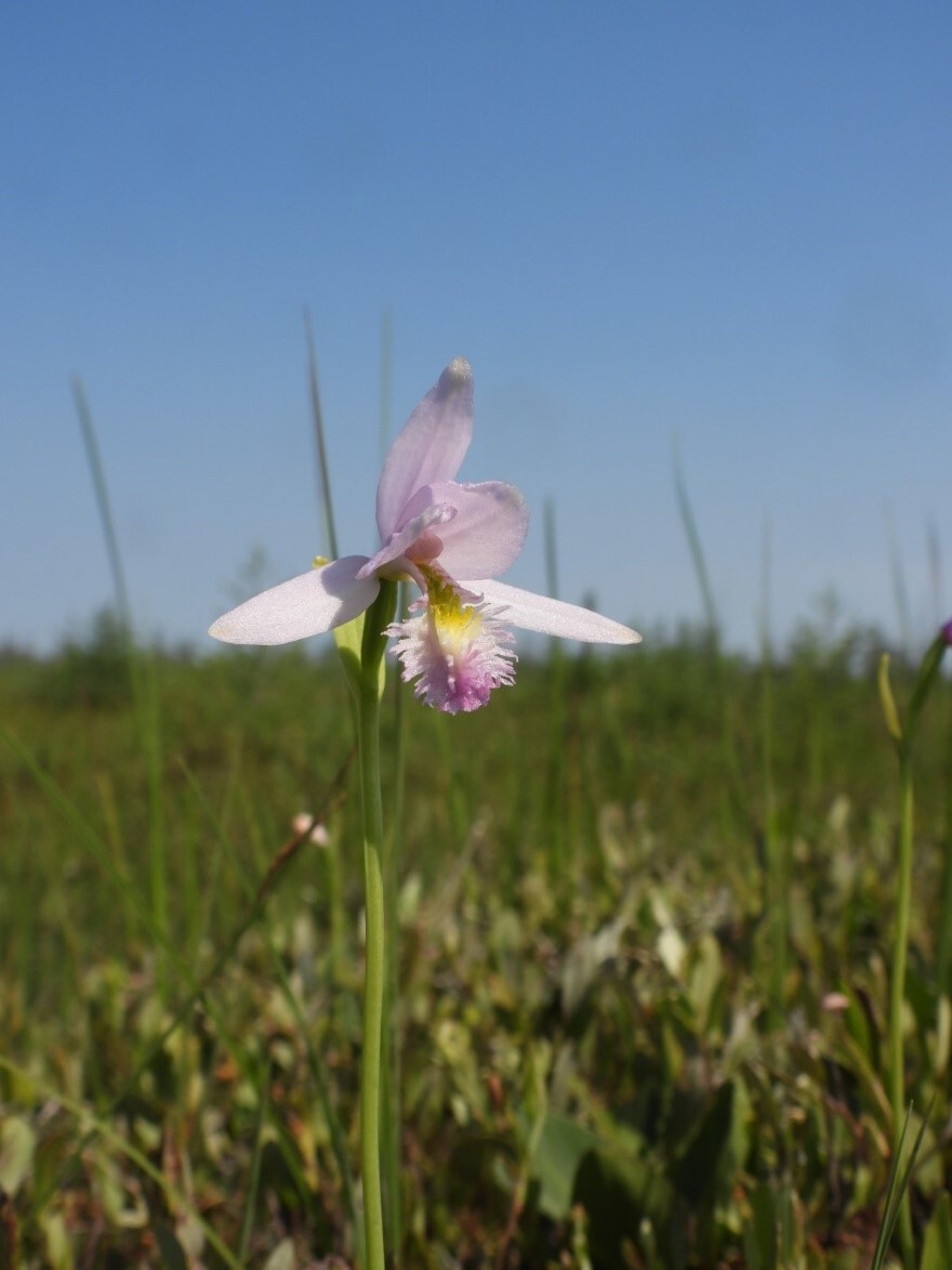 A pink flower in a meadow field. The edges of this flower are lacerated with yellow hairs towards the centre of the flower.