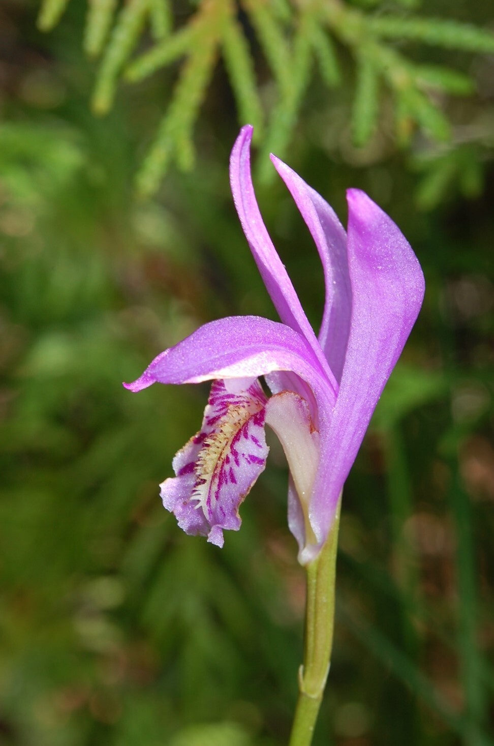 Bright pink flower with erect petals and a petal with purple blotches and yellow hairs curving downward.