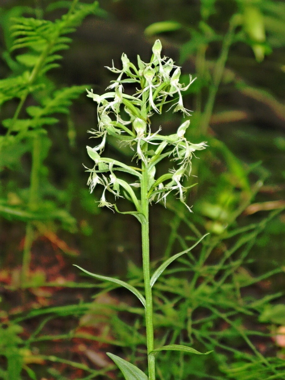 White, almost translucent, flowers, and green ragged leaves.