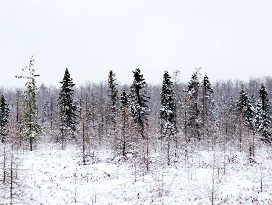 Orleans Winter Trail