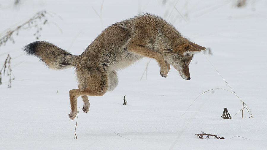 A coyote trying to fin some food in winter
