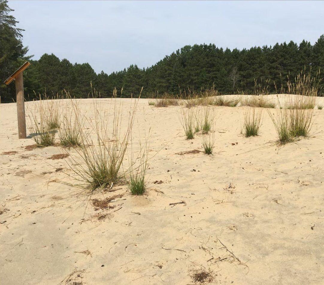 Pinhey Sand Dunes