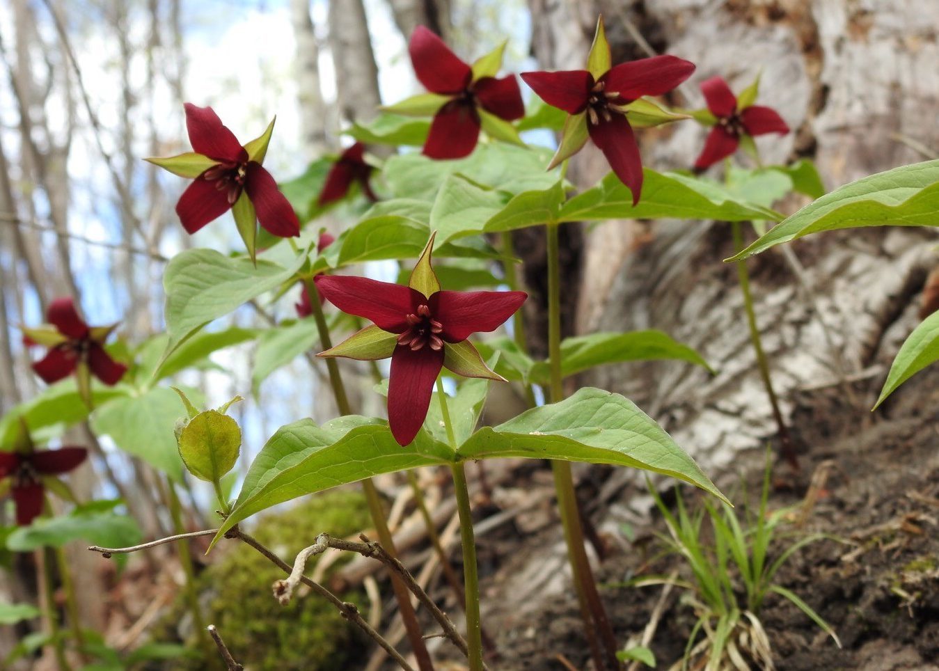 Jolies fleurs rouges à trois pétales poussant au pied d’un arbre