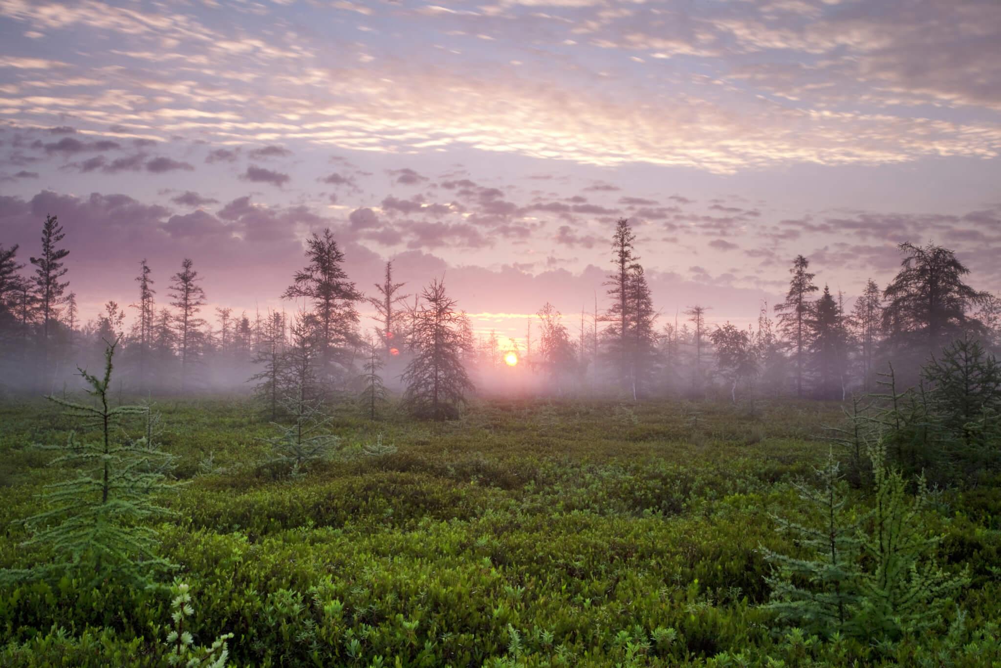 Mer Bleue bog
