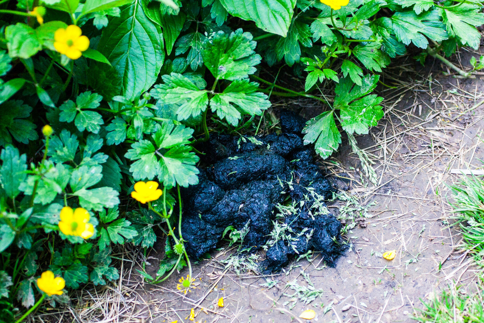Black bear droppings on a hiking trail