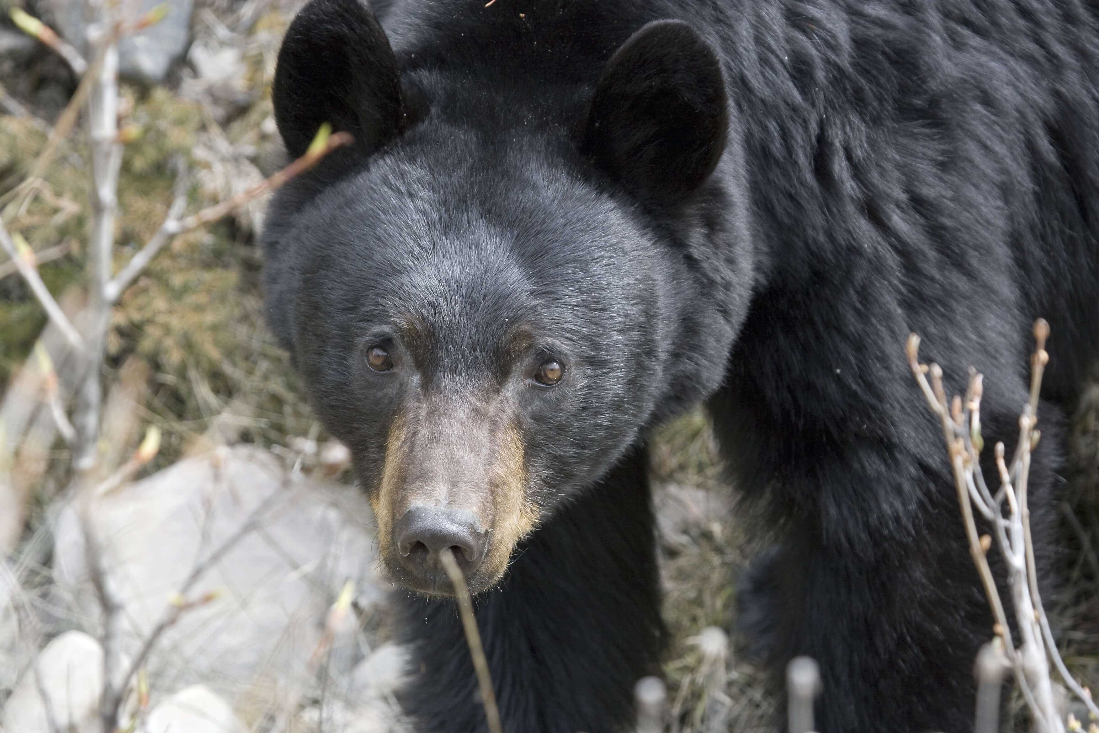 Black bear