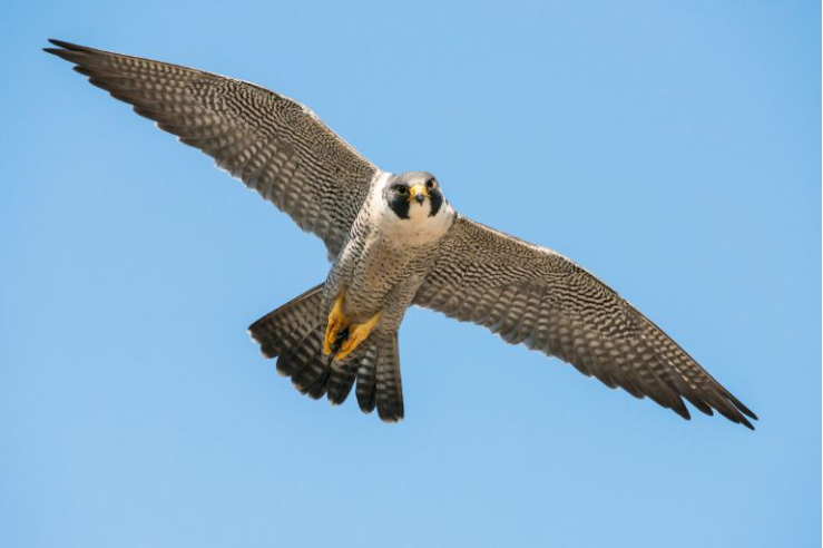 A peregrine falcon gliding in the sky.