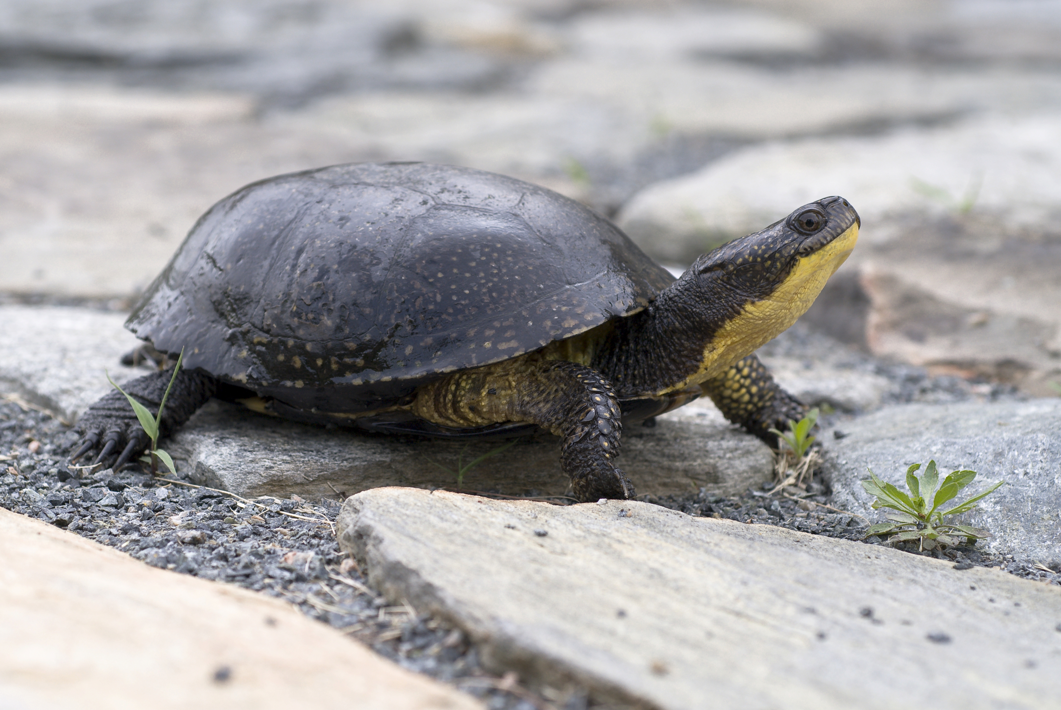 Blanding’s turtle standing on flat rocks.
